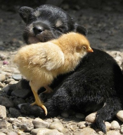 puppy and chick