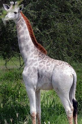 rare giraffe