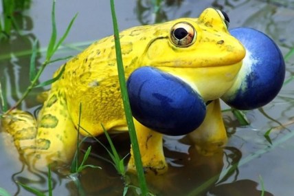 yellow frog