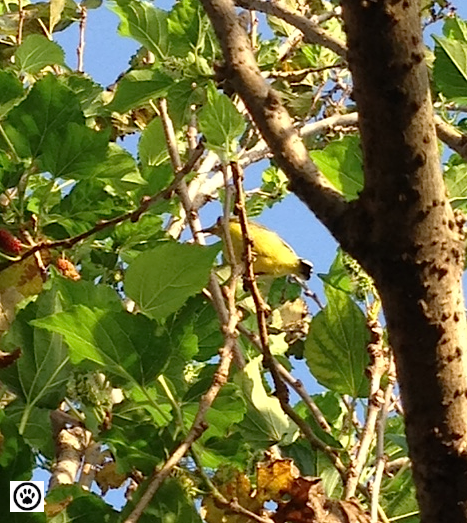 bird on mulberry tree