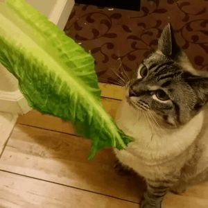 cat with lettuce