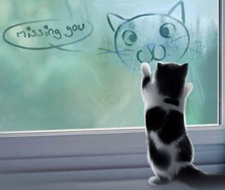 cute cat at the window