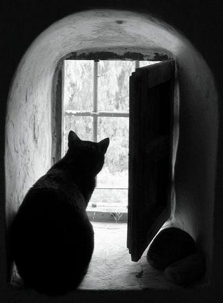 cute cat sitting at window