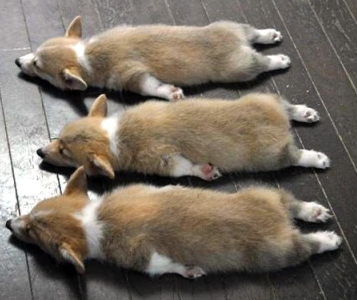 cute corgis sleeping