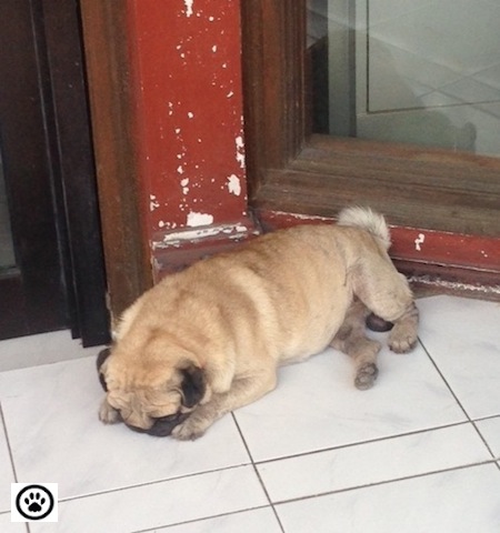 cute pug sleeping