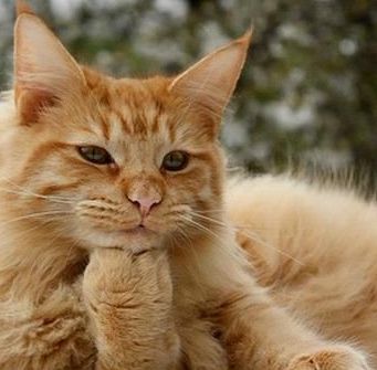 cutecat in deep thot