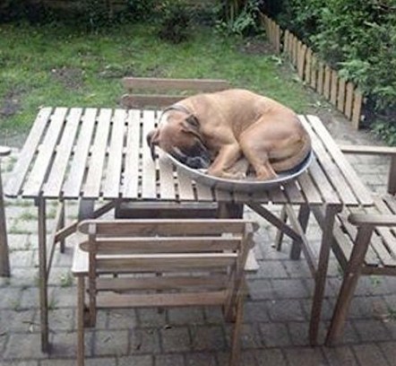 dog sleeping on table