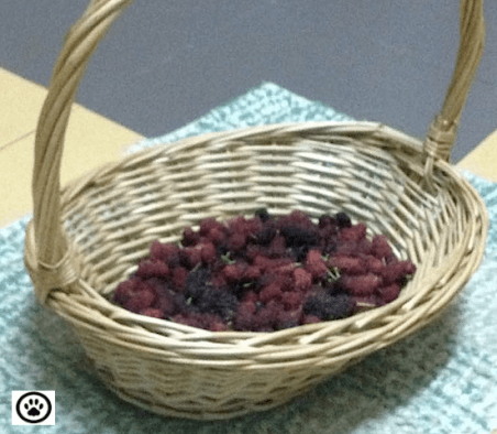mulberries