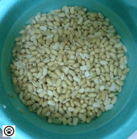 soybeans soaked overnite