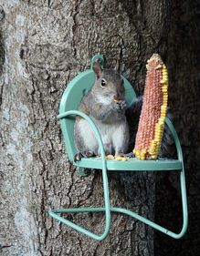 squirrel sitting