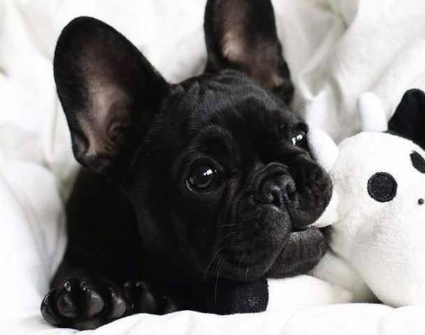 black french bulldog