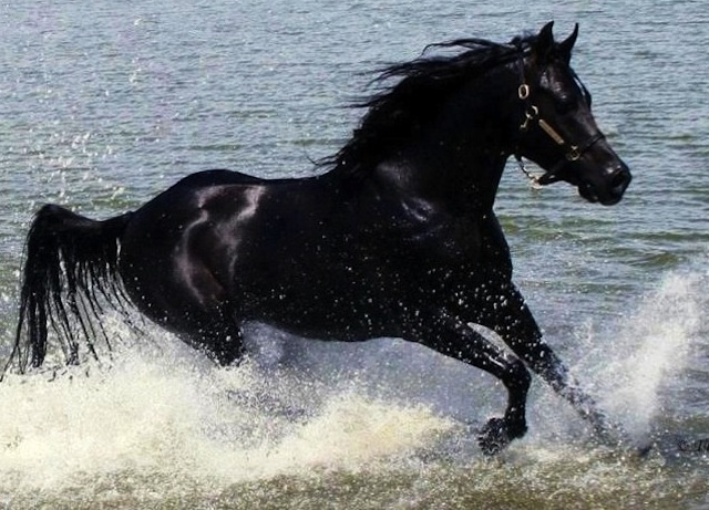 black stallion.jpg