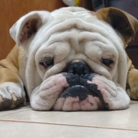 bored bulldog.jpg