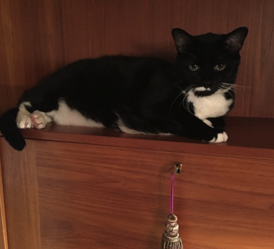 cat on empty shelf.png