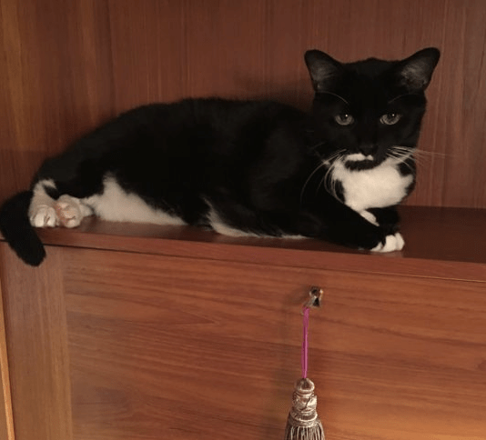 cat on empty shelf.png