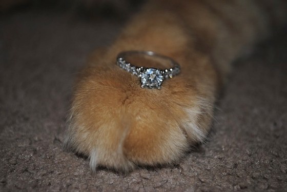 cute cat proposal