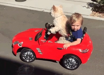 dog-driving