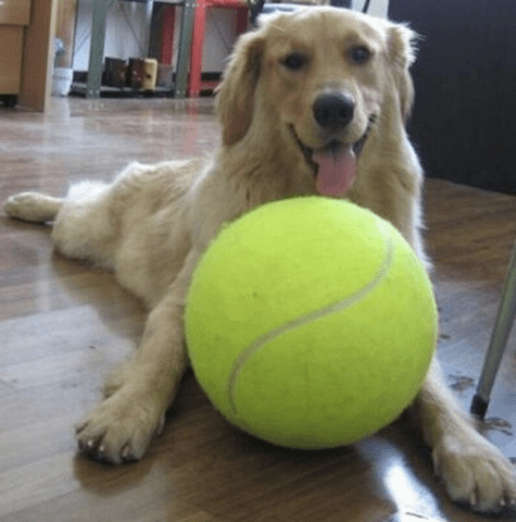 dog with giant tennis ball.png