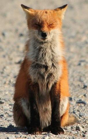 fox medittating