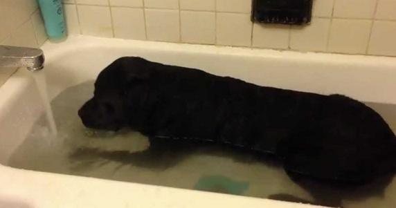 lab in bathtub