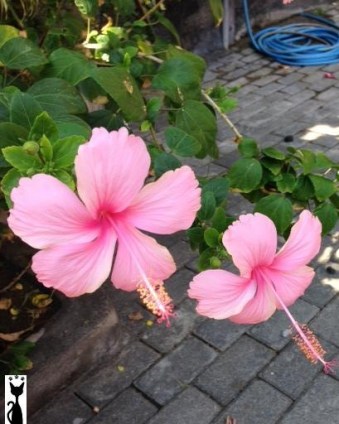 pink-hibiscus.jpg