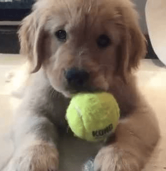 pup with tennis ball