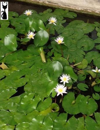 waterlilies