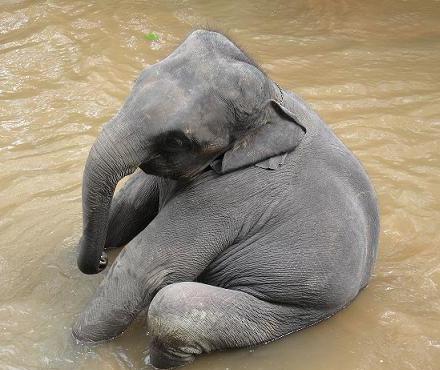 baby elephant sitting