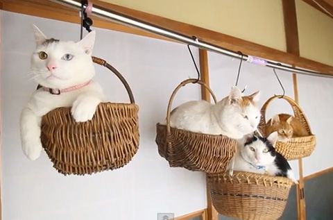 cats in baskets
