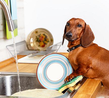 cute dog washing dishes