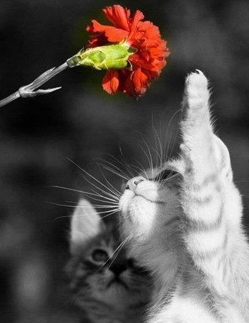 kitten touching flower