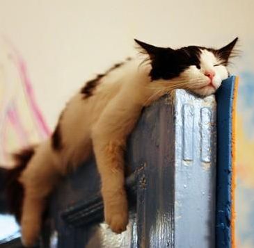 cat sleeping on door.jpg