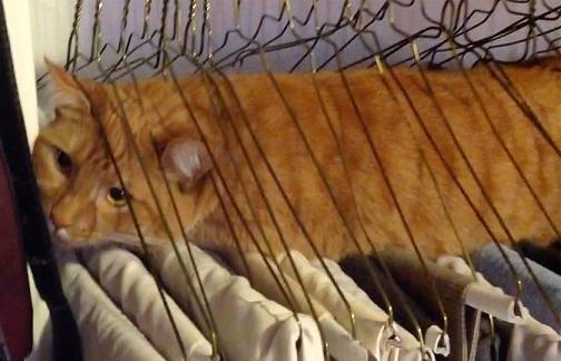 cat stuck hangers