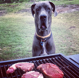 cute dog and barbeque.png