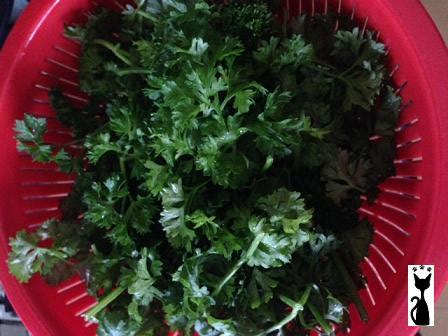 english-parsley.jpg