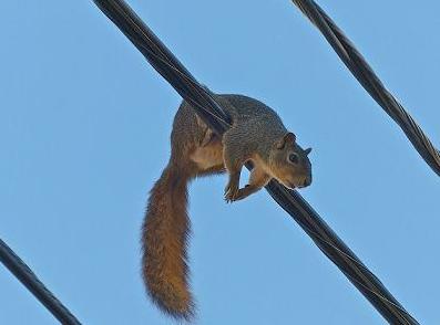 squirrel on the line