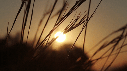 watchfulunripebull-size_restricted