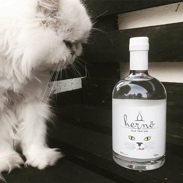 cat with bottle of gin