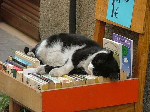 cats sleeping on books