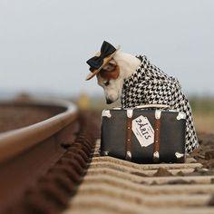 cute puppy running away