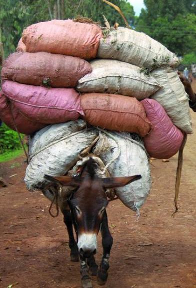 donkey carrying load