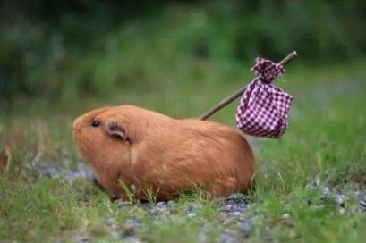 funny hamster running away