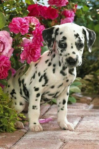 little dalmatian