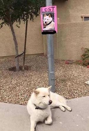 lost dog