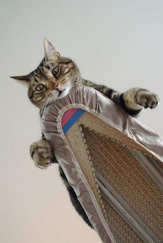 cat on ironing board