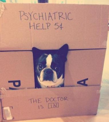 cute dog psychiatrist