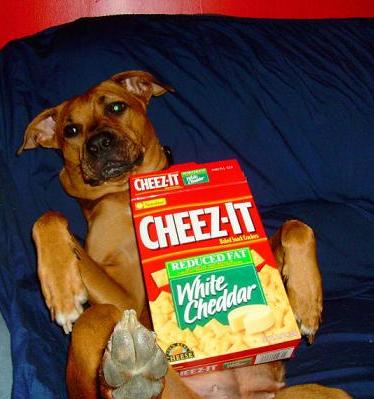 cute dog with cheez-it