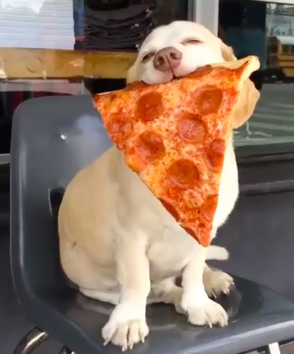 cute dog with pizza