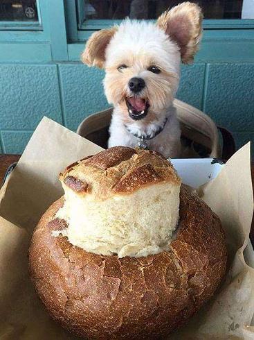 cute puppy with bread