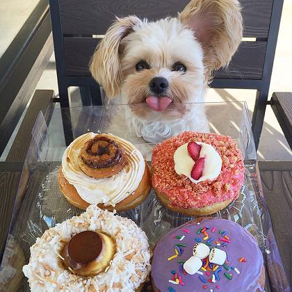 cute puppy with pastries.jpg